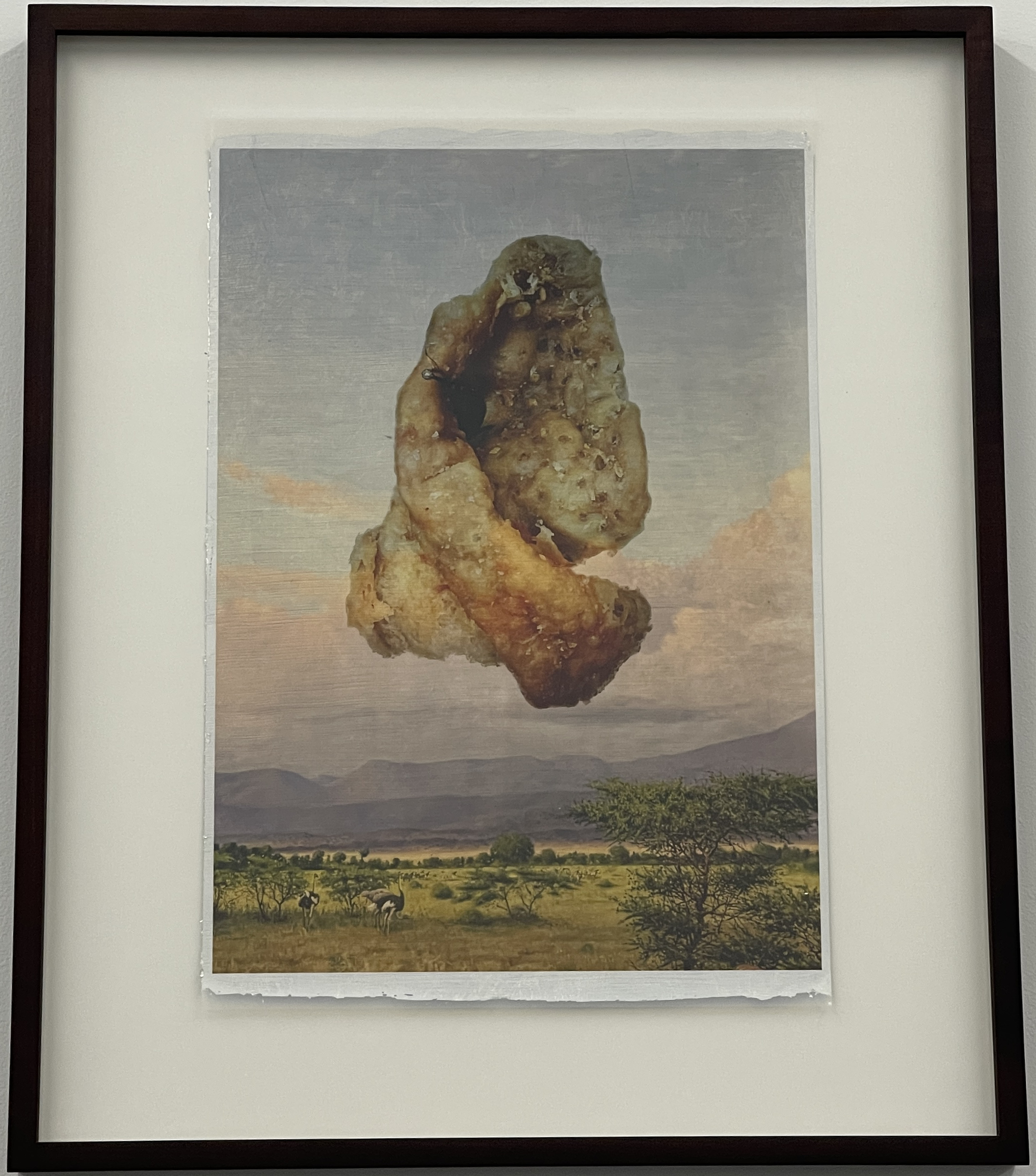 Rhizomatous Begonia by Peter Sandback - Image 7
