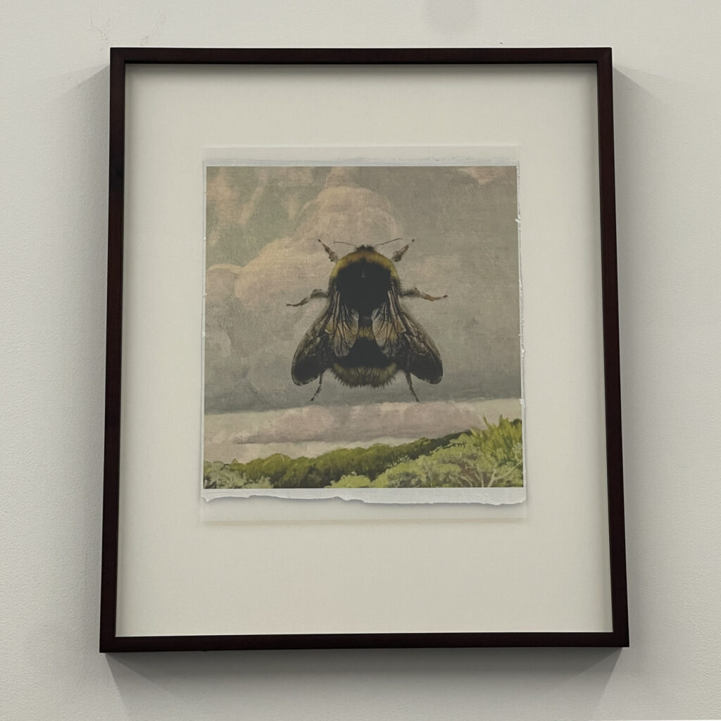 Bombus Terrestris by Peter Sandback