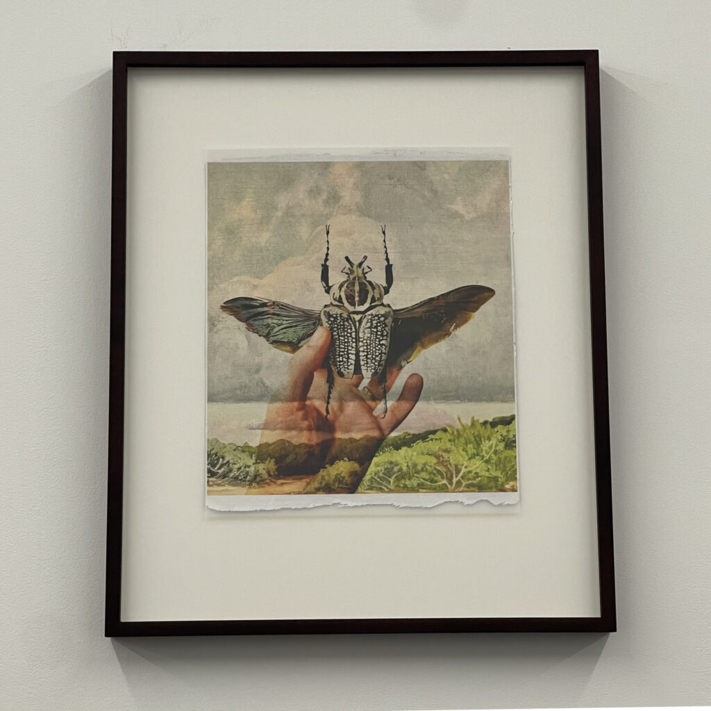 Coleoptera Lucanidaes by Peter Sandback