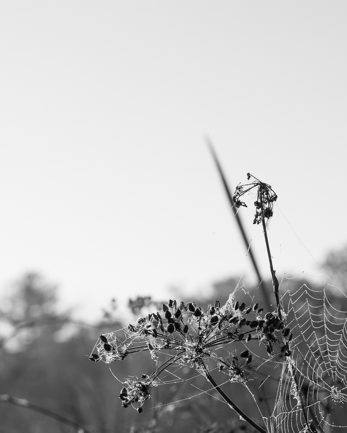 Early Morning by Christopher Vigue - Image 4