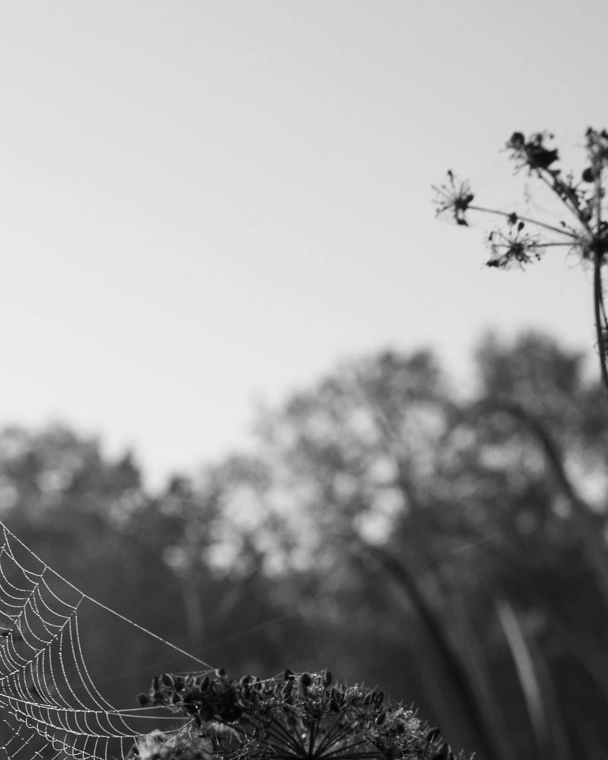 Early Morning by Christopher Vigue - Image 5