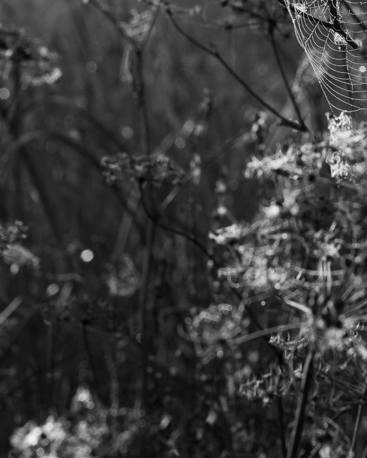 Early Morning by Christopher Vigue - Image 6