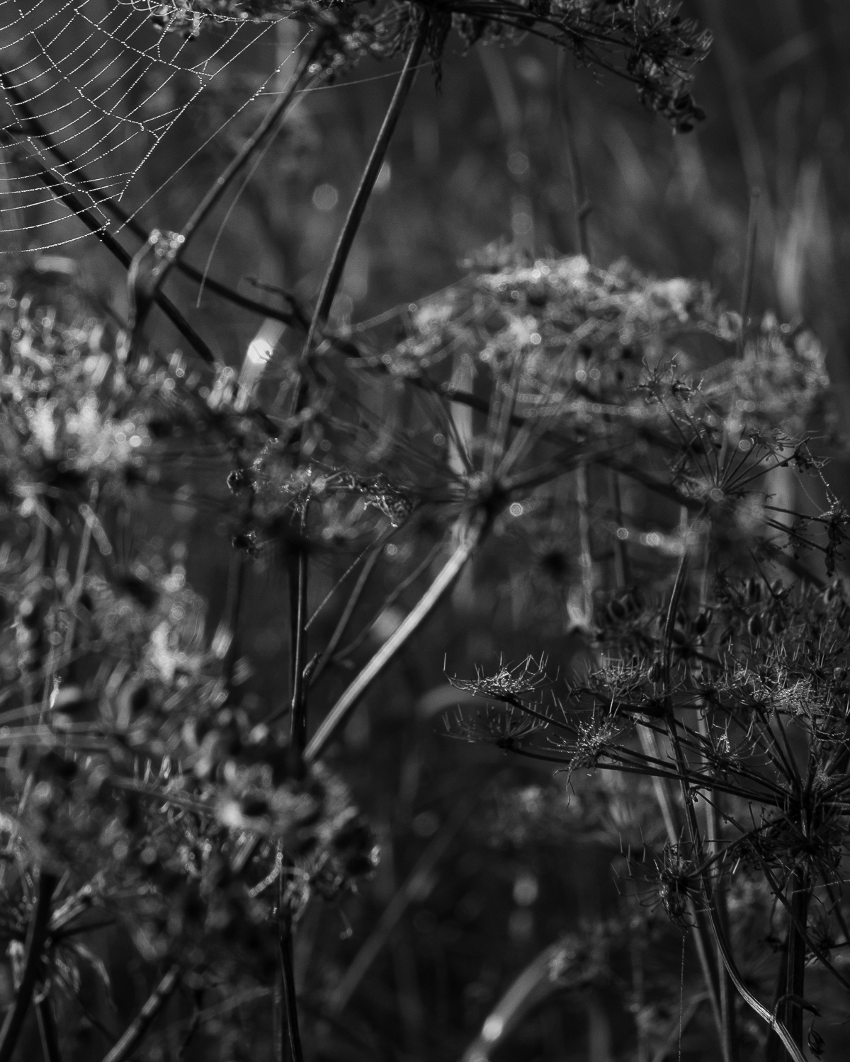 Early Morning by Christopher Vigue - Image 7