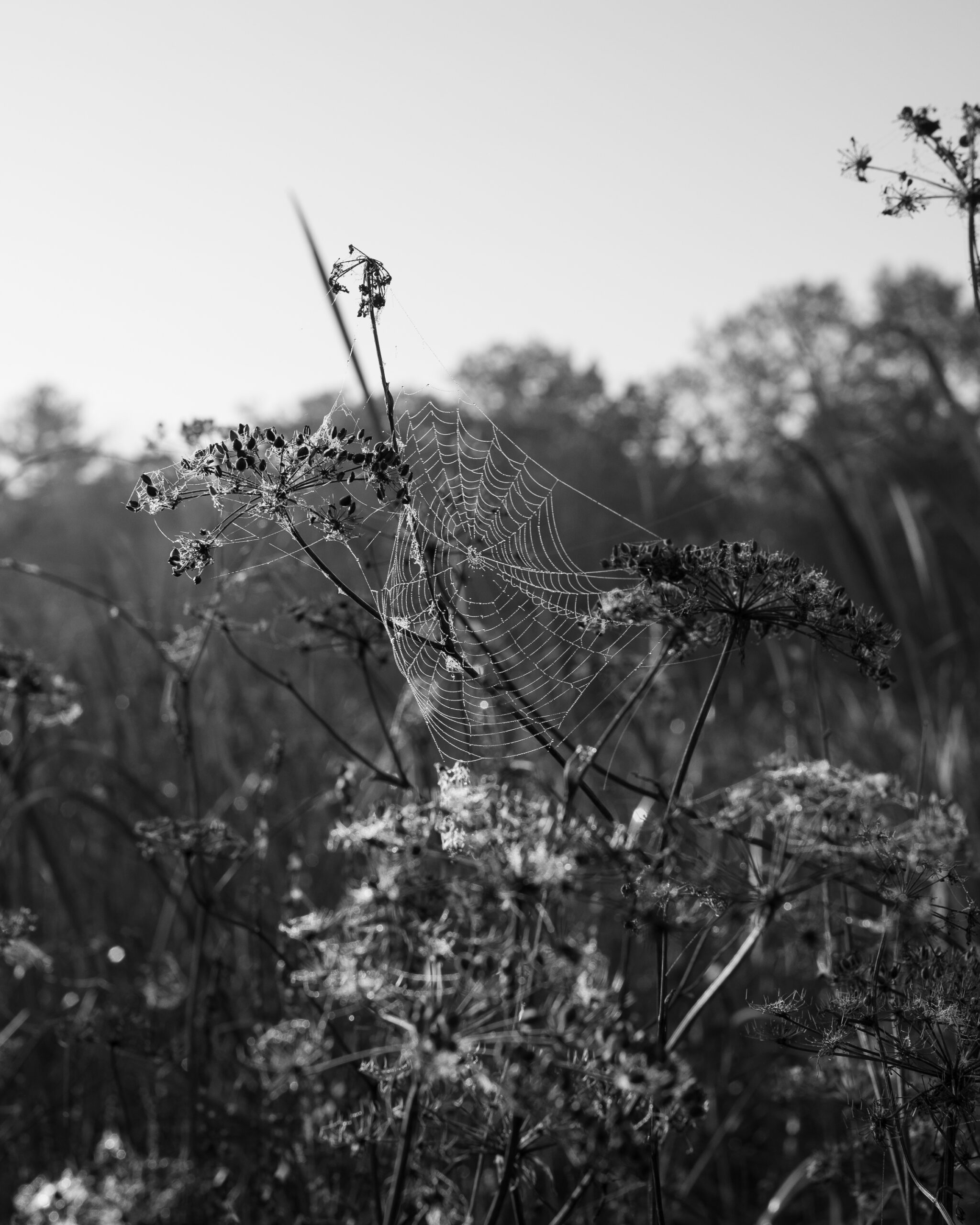 Early Morning by Christopher Vigue - Image 8