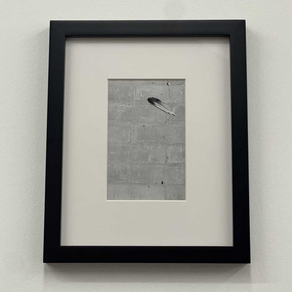 Feather by Christopher Vigue