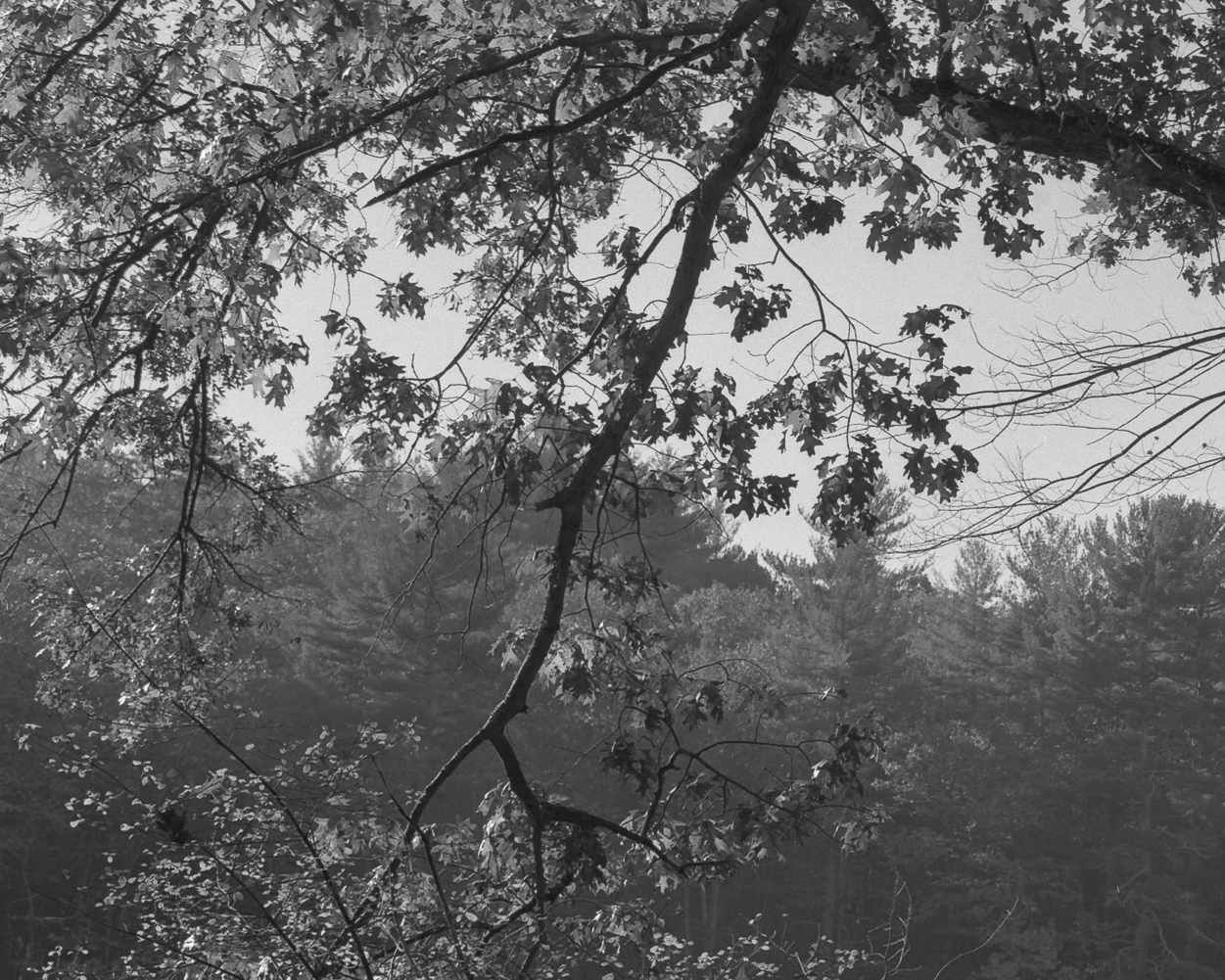 Morning Glory by Christopher Vigue - Image 4