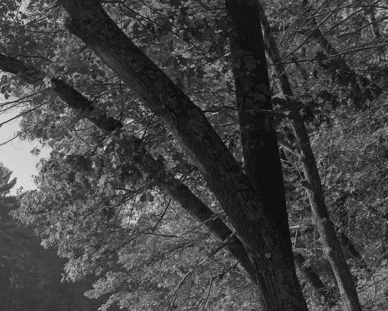 Morning Glory by Christopher Vigue - Image 5