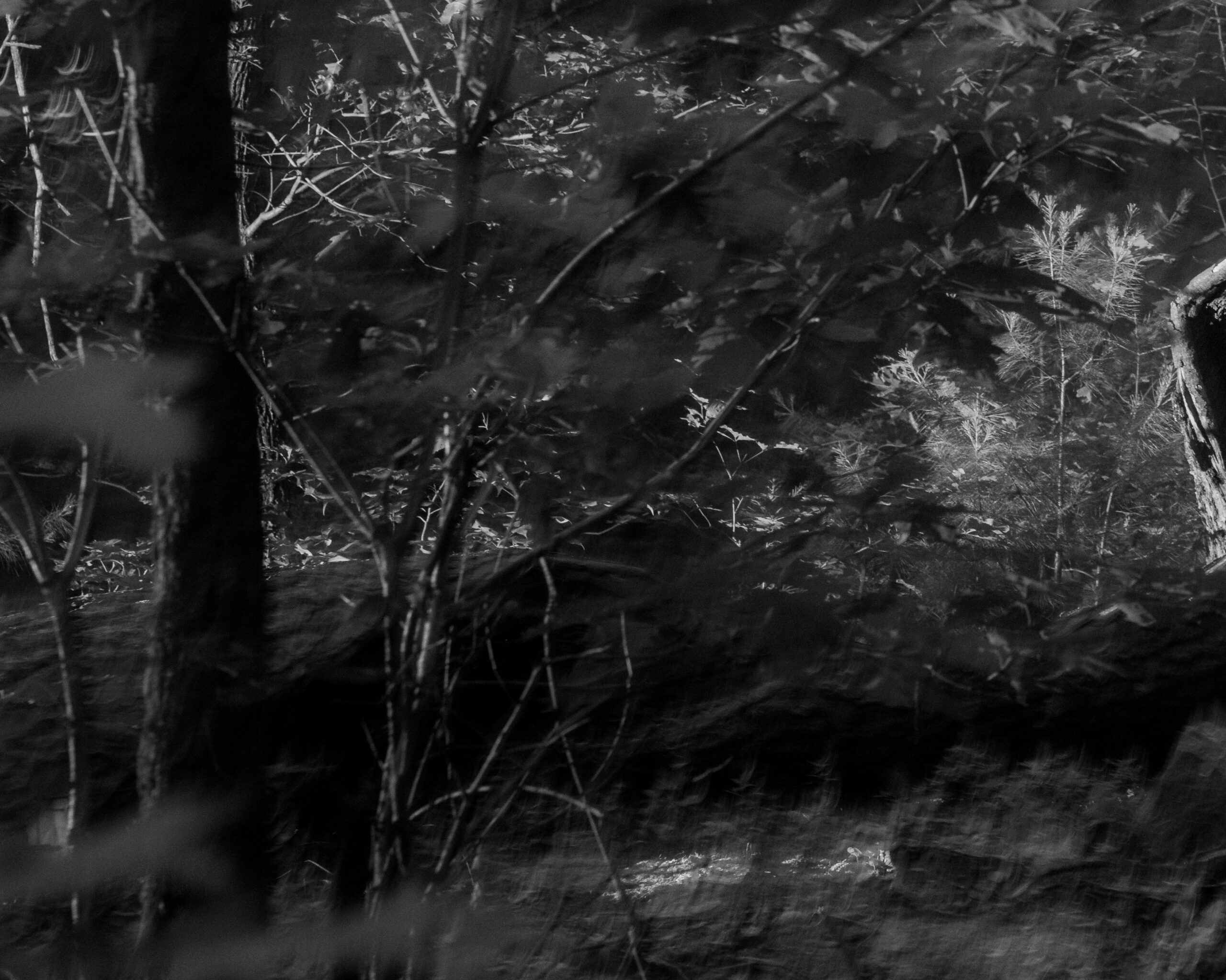 Wild Wing by Christopher Vigue - Image 6