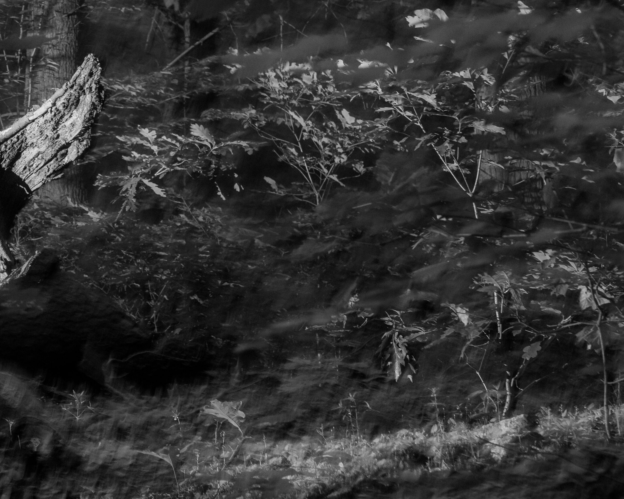 Wild Wing by Christopher Vigue - Image 7