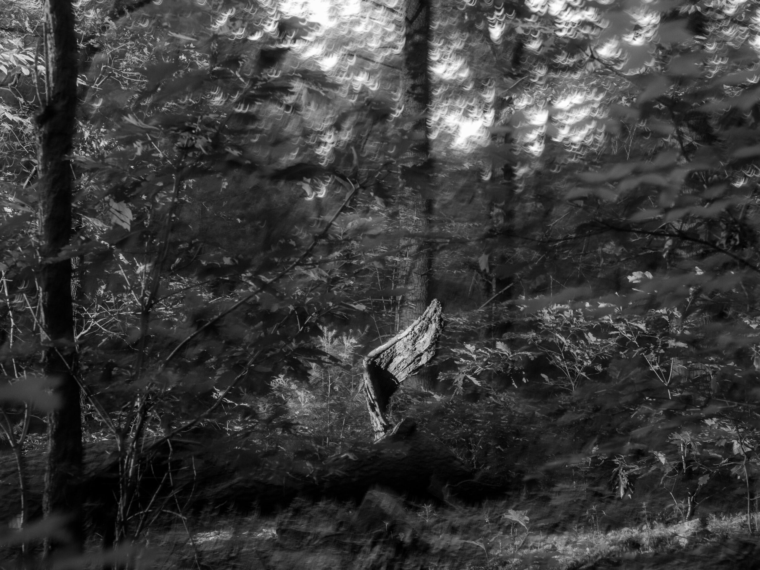 Wild Wing by Christopher Vigue - Image 8