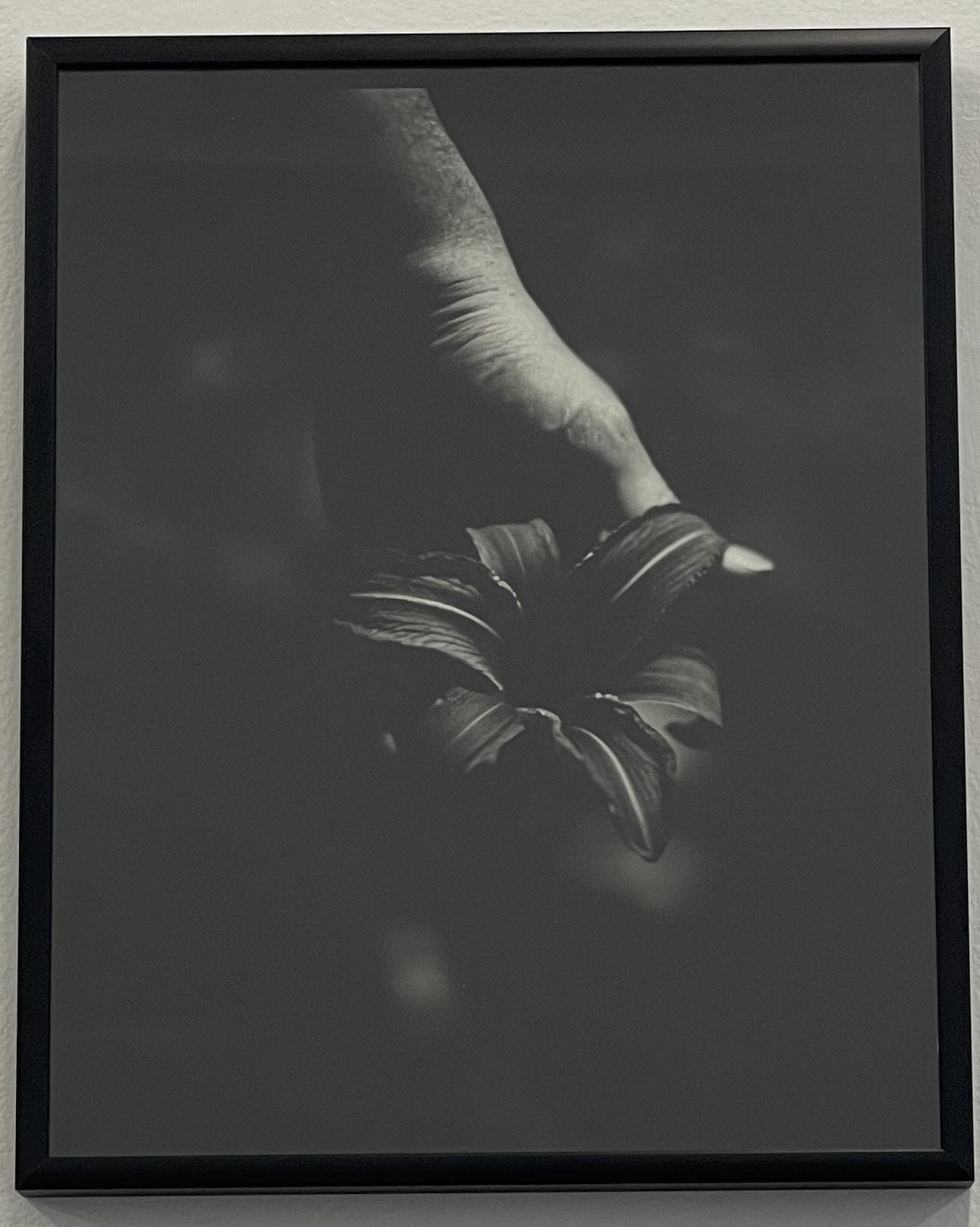 Ditch Lily by Juliette Watkins - Image 2