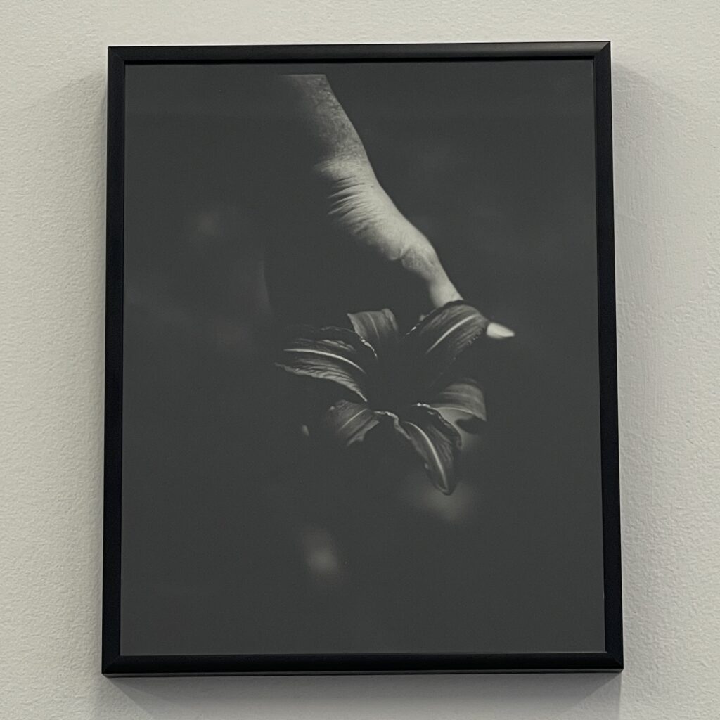 Ditch Lily by Juliette Watkins