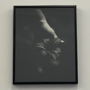Ditch Lily by Juliette Watkins