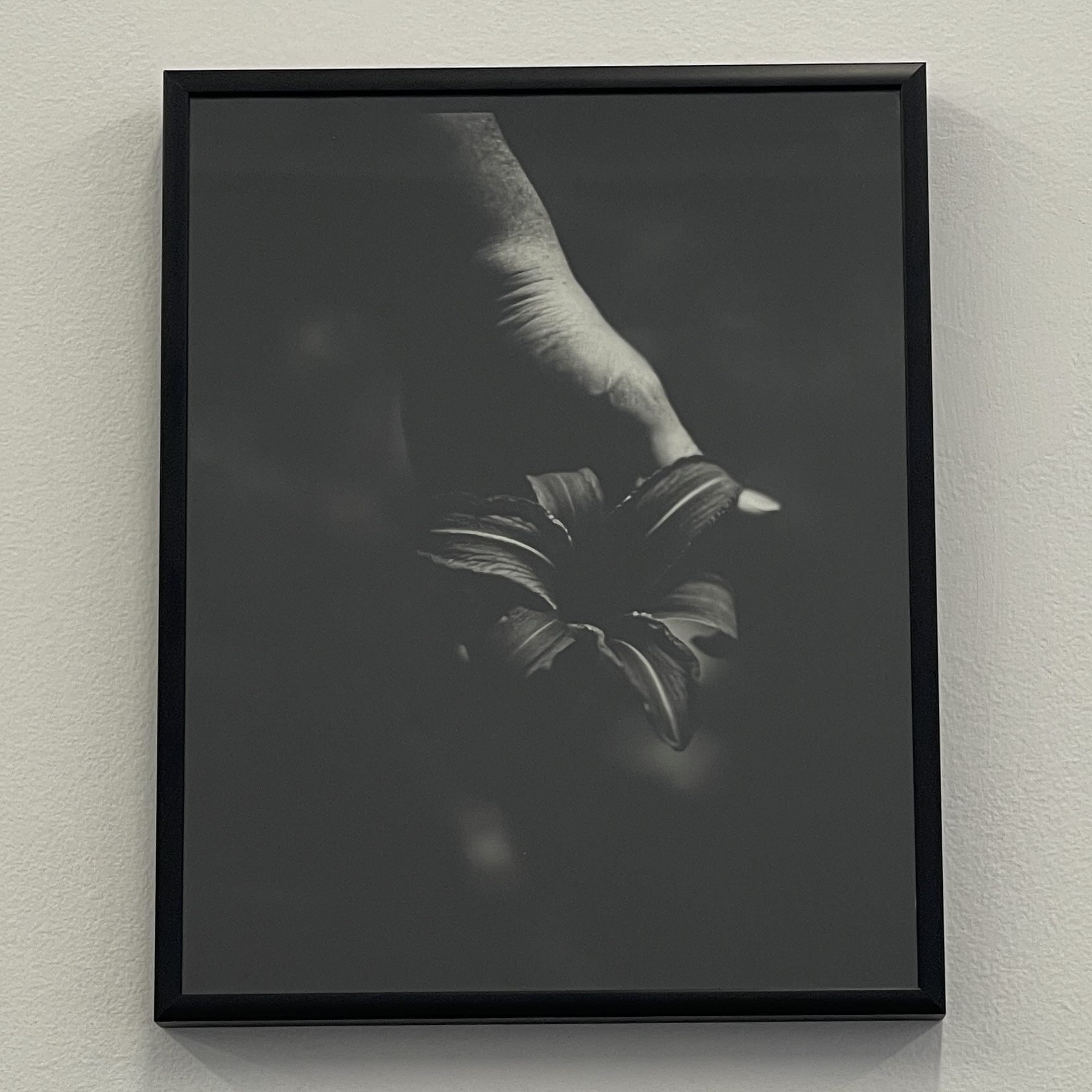 Ditch Lily by Juliette Watkins