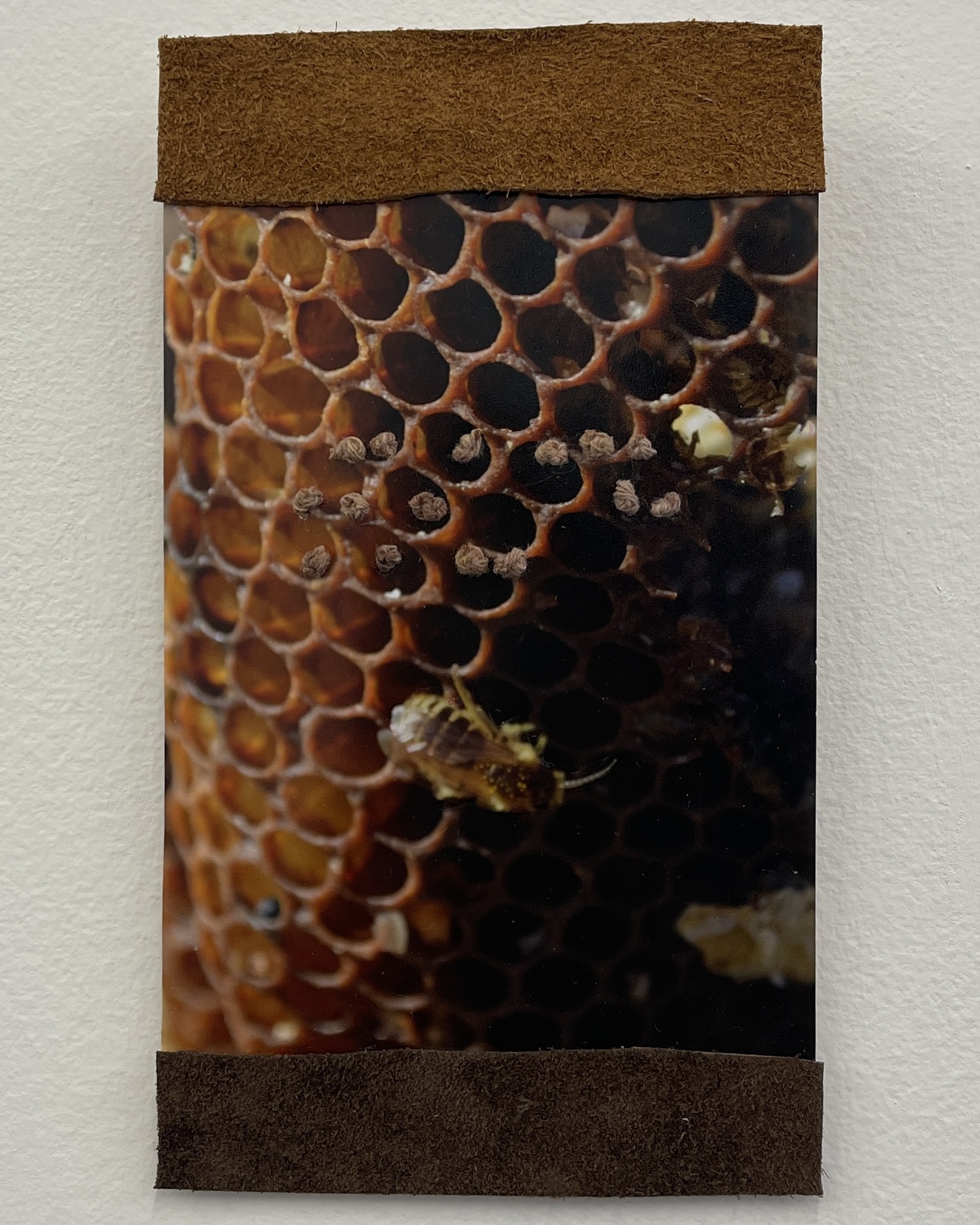 Collect by Brenda Noiseux - Image 2