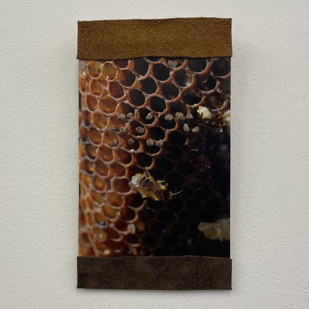 Collect by Brenda Noiseux