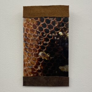 Collect by Brenda Noiseux