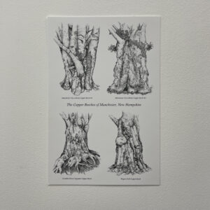 The Copper Beeches of Manchester, New Hampshire by Fascia